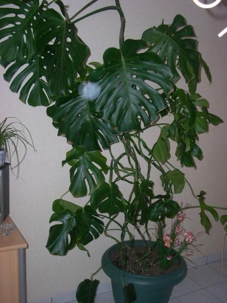 LA GUÉRISON DU SIDA PAR LA PLANTE YOKYUHSIZ
